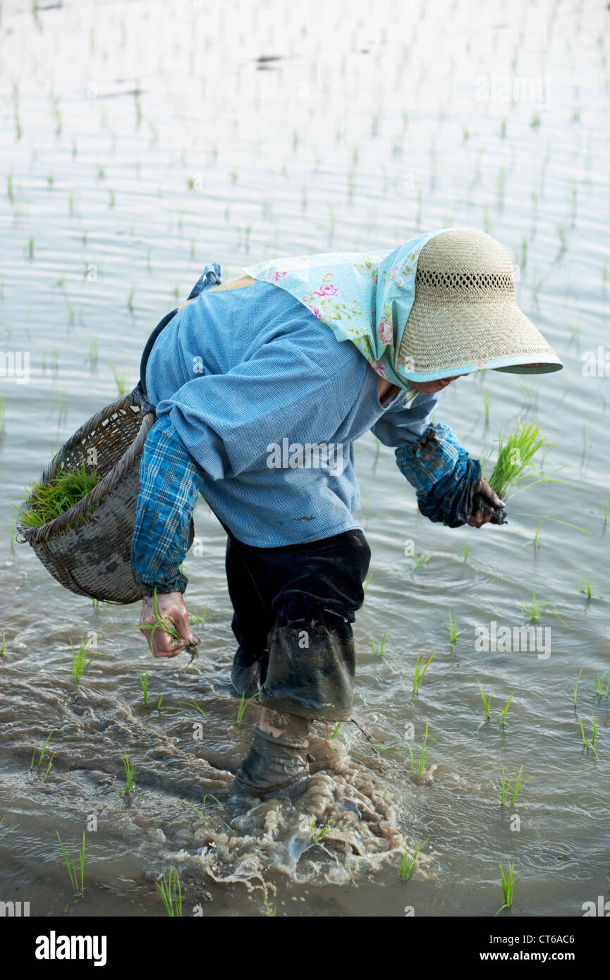 An elderly Japanese woman hand planting rice in a wet paddy field. Stock Photo