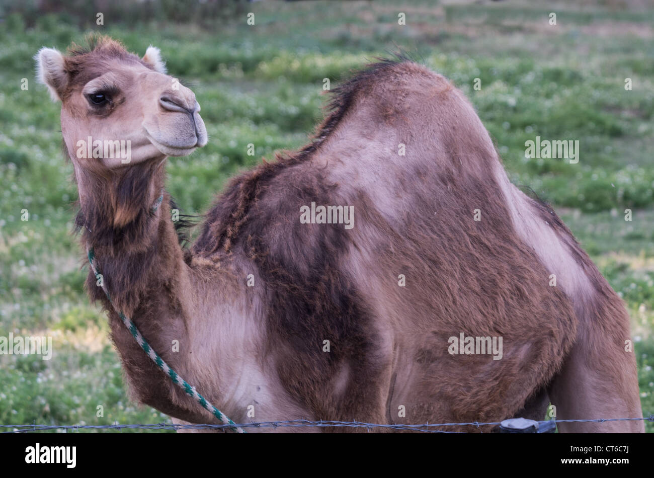 A camel ready for travel or grazing Stock Photo