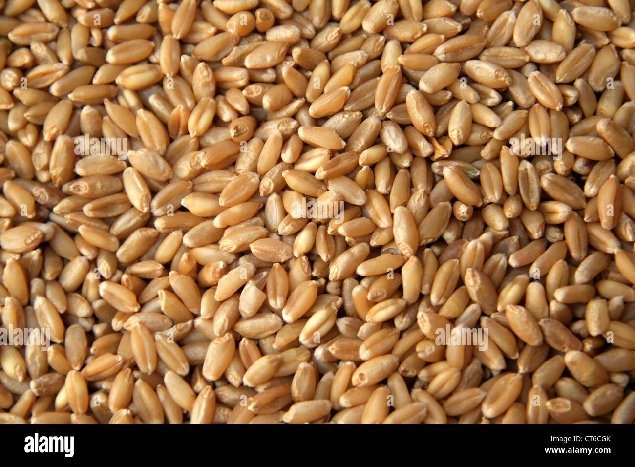 Grains of cereal wheat used in making flour for bread, etc Stock Photo