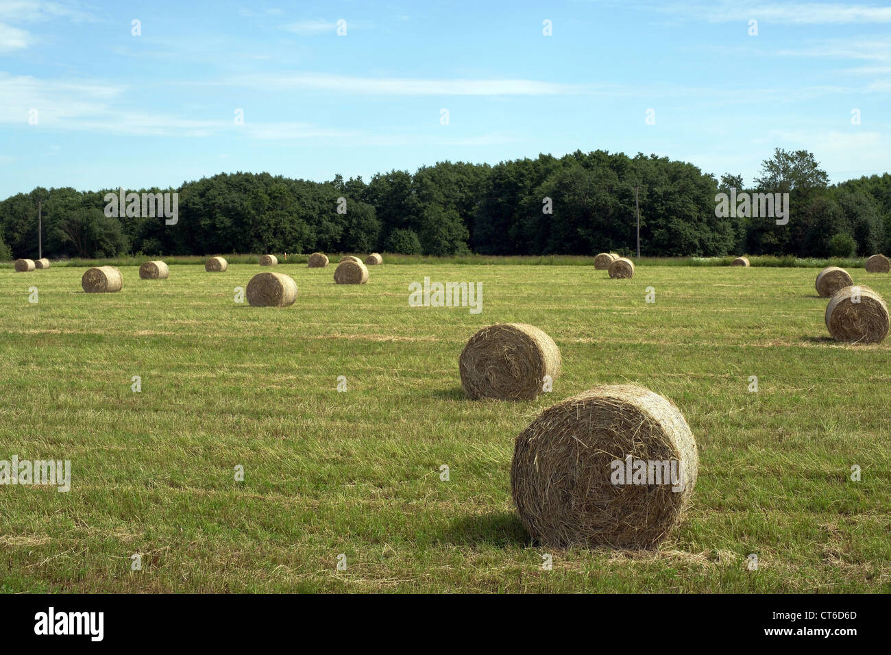 Golden straw bales in the field after harvesting Stock Photo - Alamy