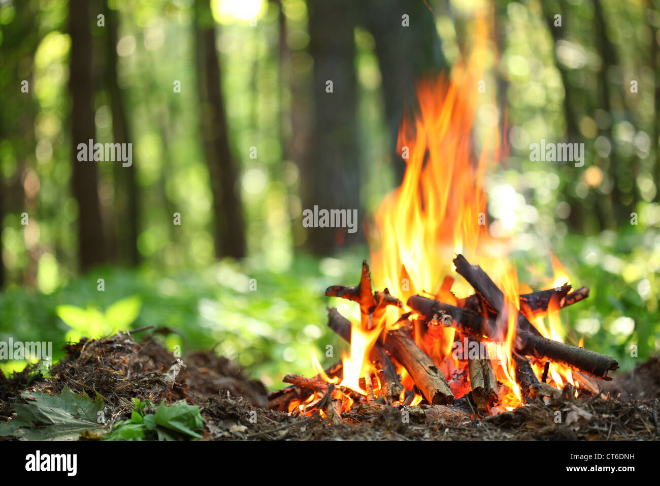 Bonfire in the forest. Stock Photo