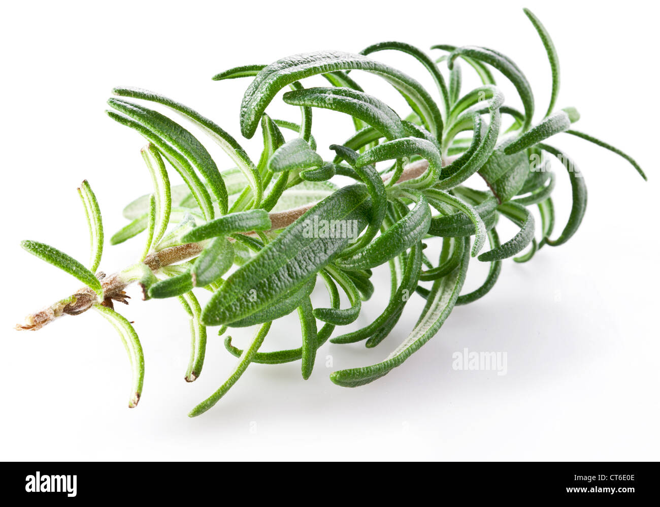 Branch of rosemary on a white background Stock Photo