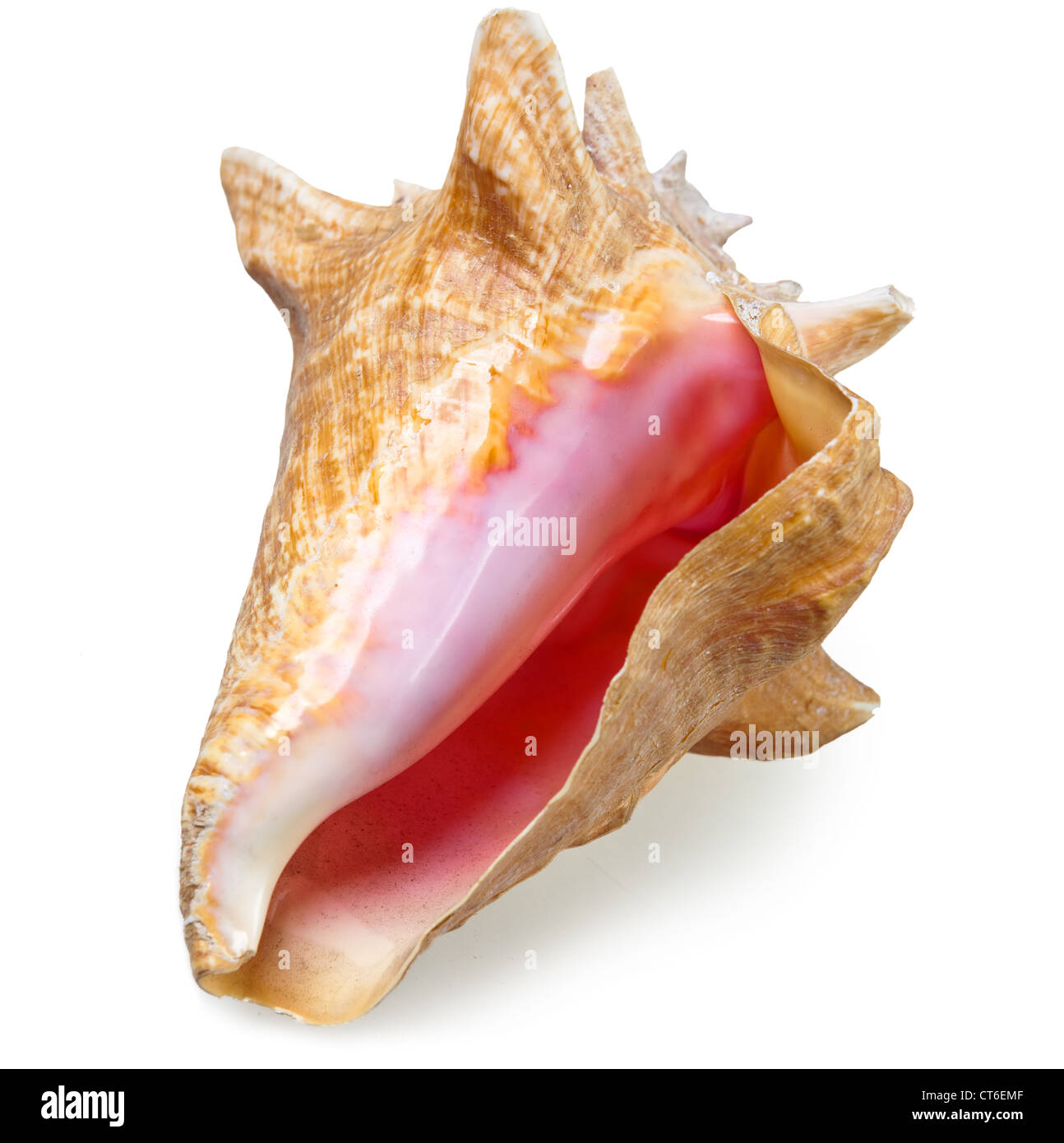 Big sea shell Stock Photo - Alamy