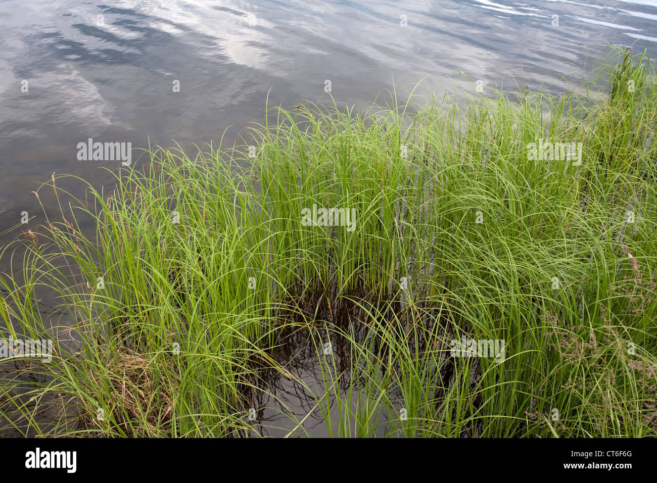 lakeshore vegetation Stock Photo