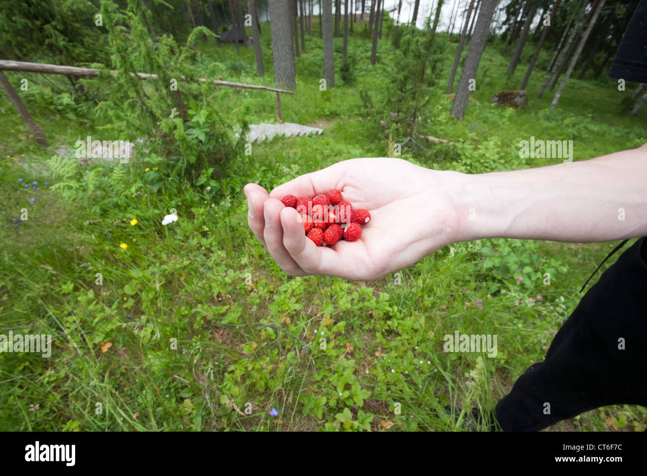 handful of wild strawberries Stock Photo