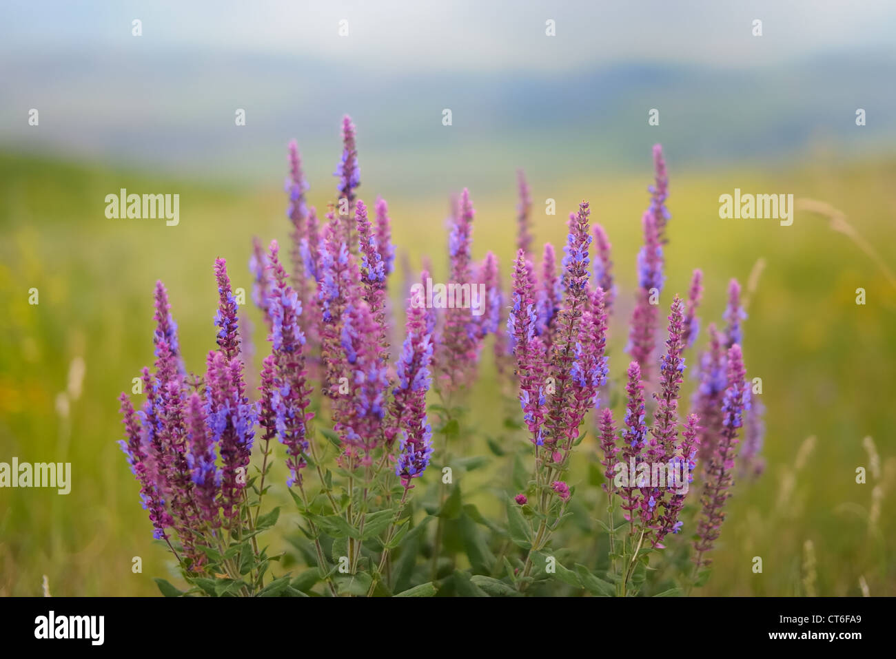 A Wild Sage in highland meadow. Stock Photo