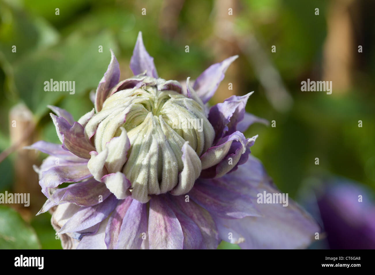 Clematis plants for sale in Garden Centre Scotland UK Stock Photo Alamy