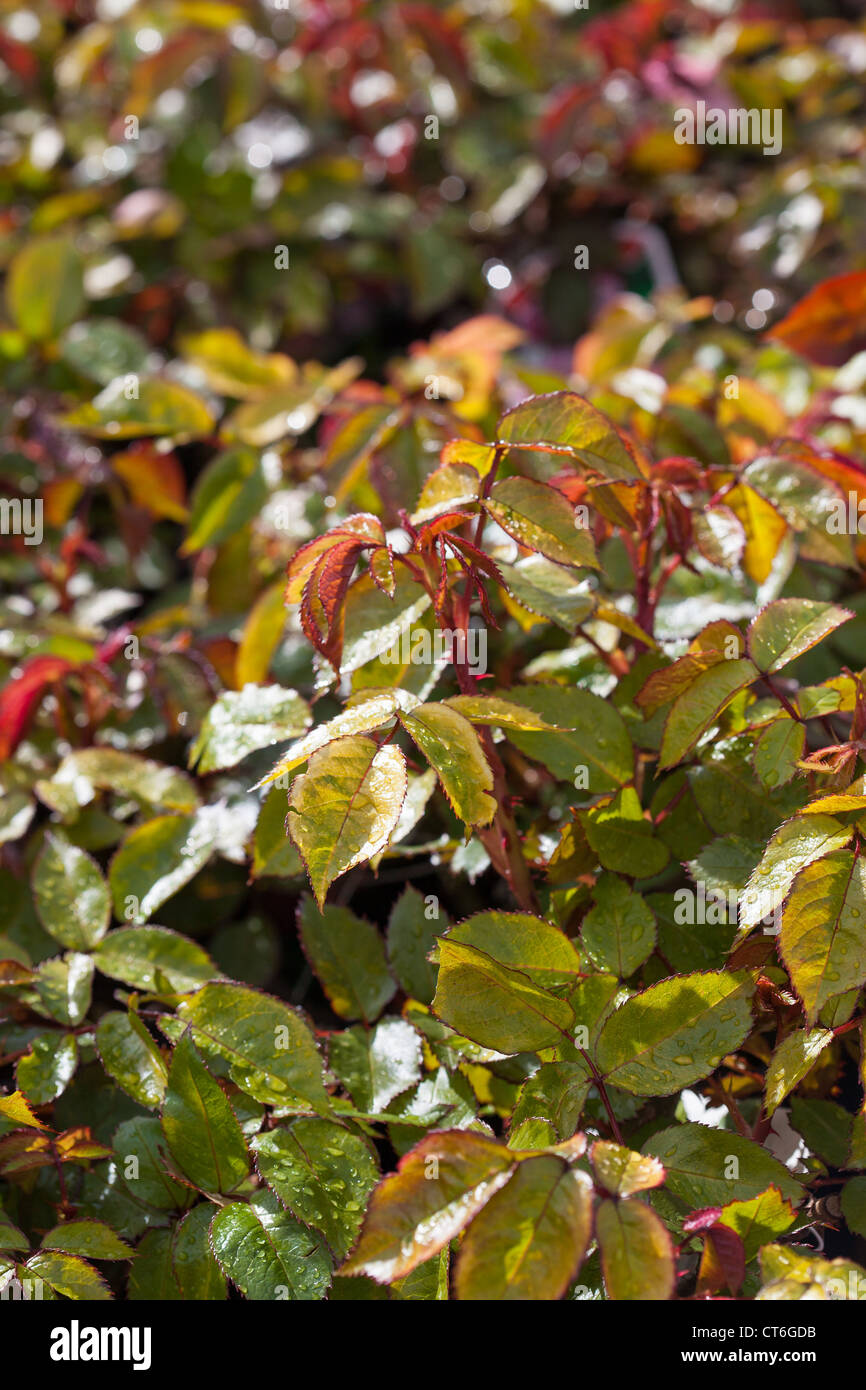 Roses display garden centre hires stock photography and images Alamy