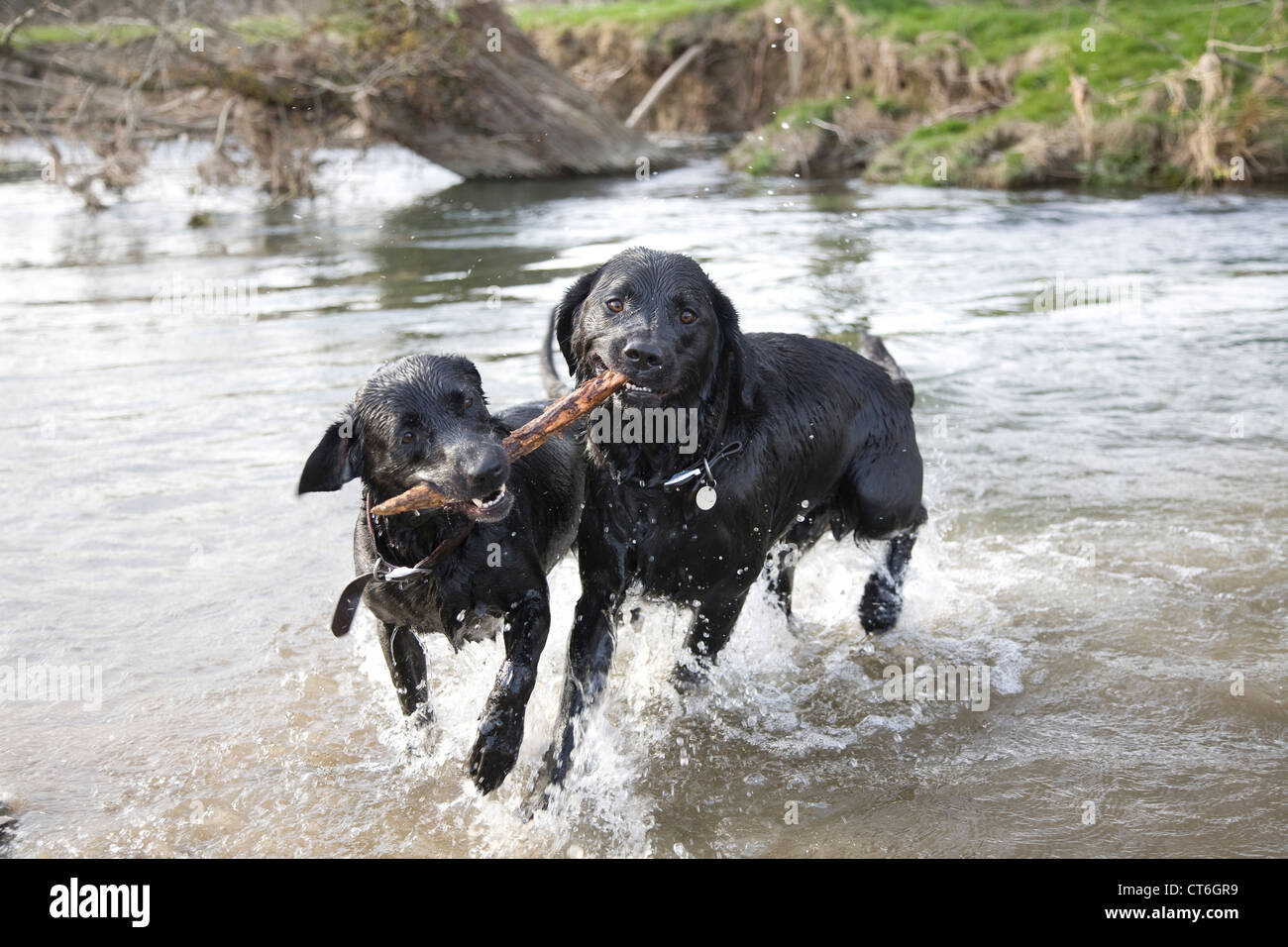 Dogs playing with stick Stock Photo Alamy