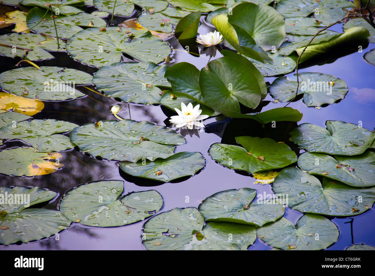 Water Lily Pads on Bruntis Loch in Galloway - Scotland Stock Photo