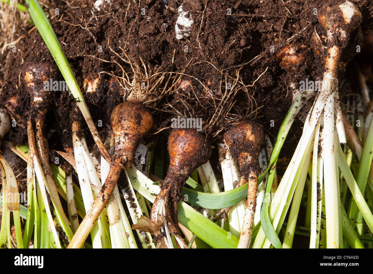 Daffodil bulbs dug up to dry after flowering Montrose Scotland Stock