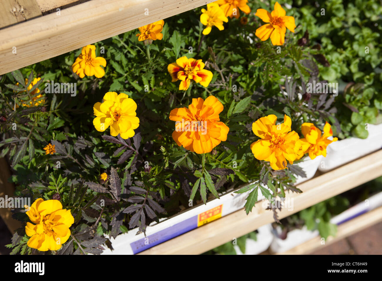 Bedding plants displays hires stock photography and images Alamy