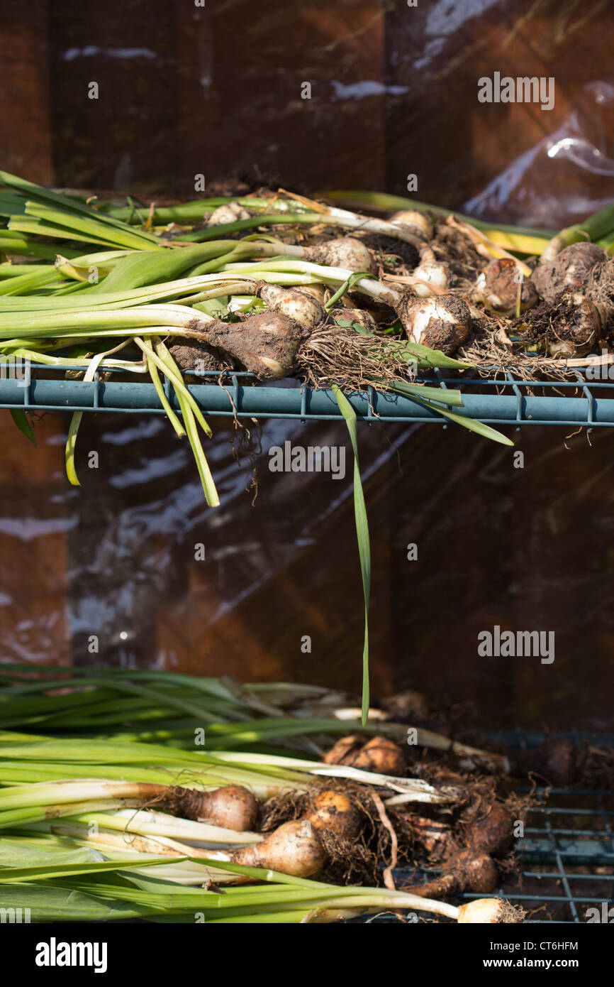 Daffodil bulbs dug up to dry after flowering Montrose Scotland Stock Photo