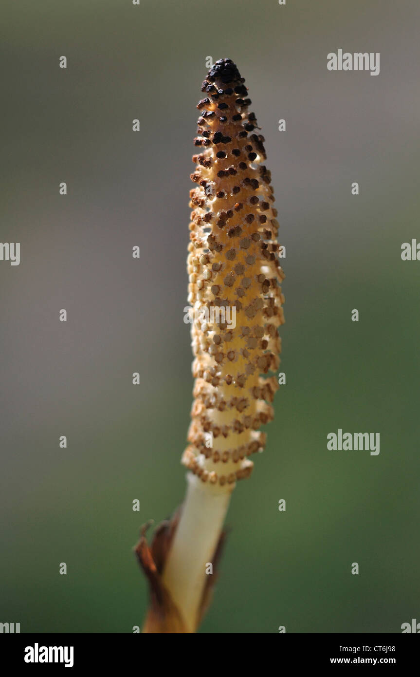 Horsetail equisetum telmateia Sphenopsida Stock Photo