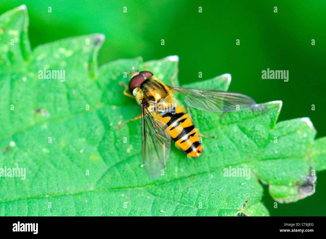 A hover fly on a nettle leaf UK Stock Photo