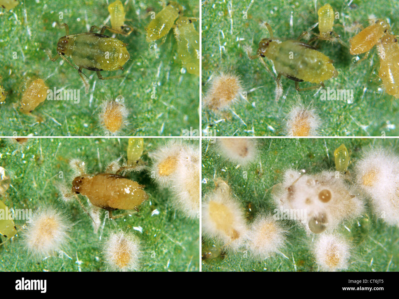 Series showing the development of entomopathogenic fungus Verticillium lecanii on aphid host pests Stock Photo