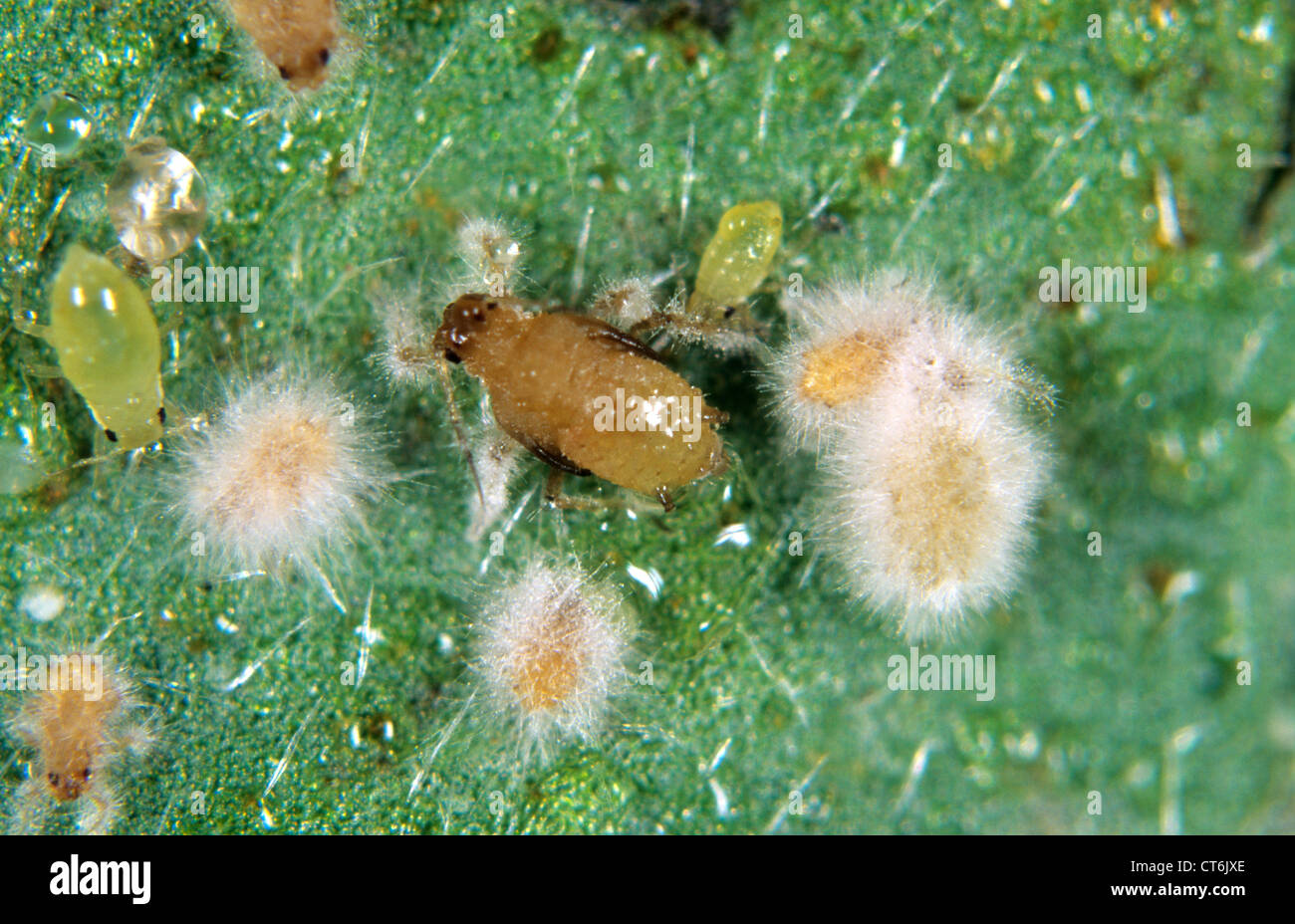 Development of entomopathogenic fungus Verticillium lecanii on aphid host pests Stock Photo