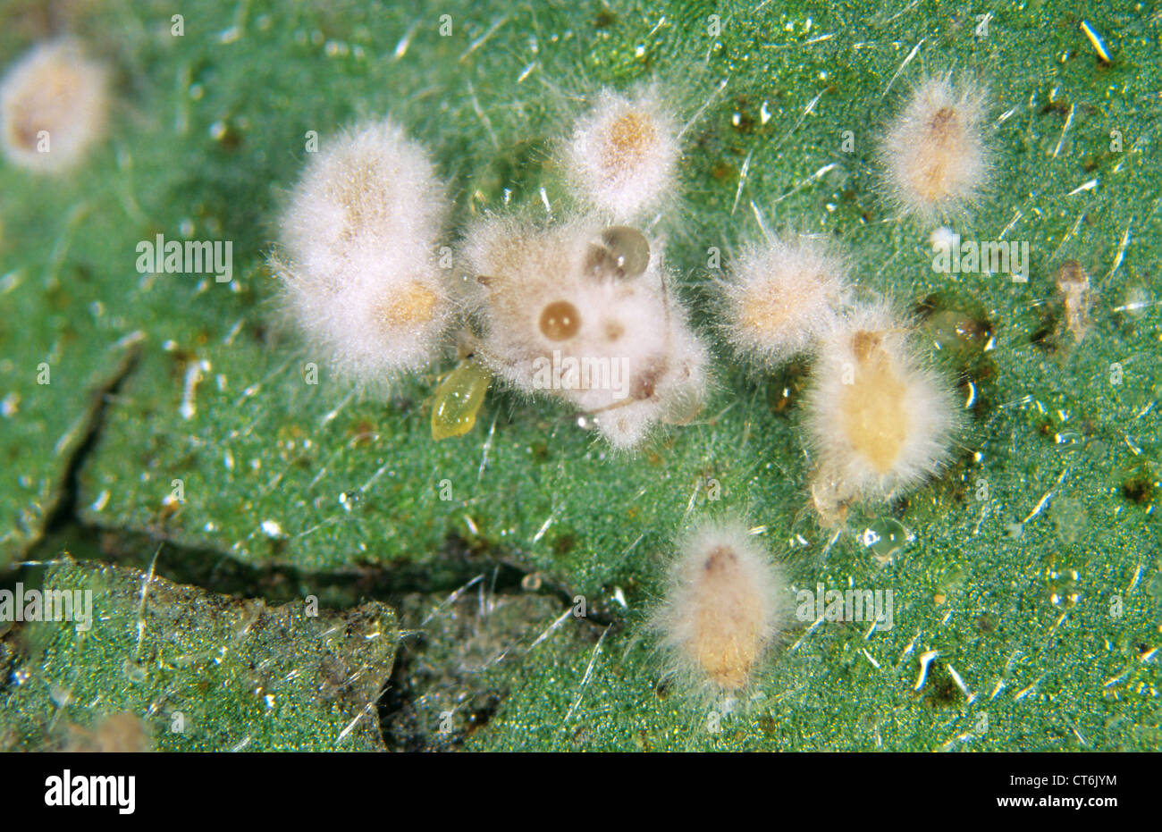 Development of entomopathogenic fungus Lecanicillium sp. or Verticillium lecanii on aphid host pests Stock Photo