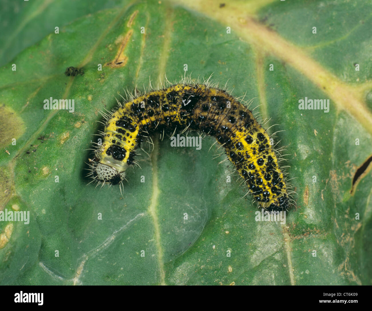 Dead cabbage white butterfly caterpillar treated with Bacillus thuringiensis (BT) Stock Photo