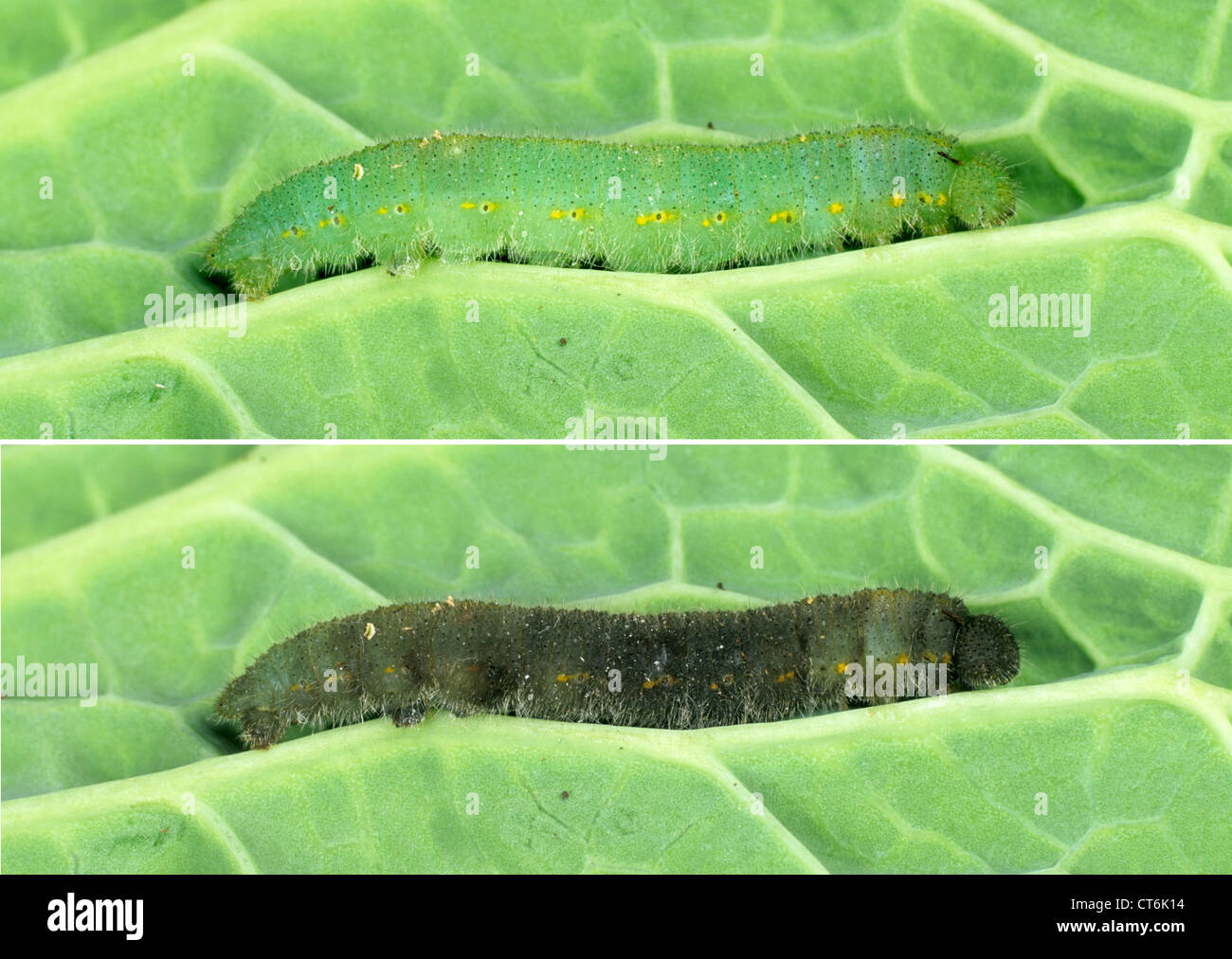 Dying cabbage white butterfly caterpillar treated with Bacillus
