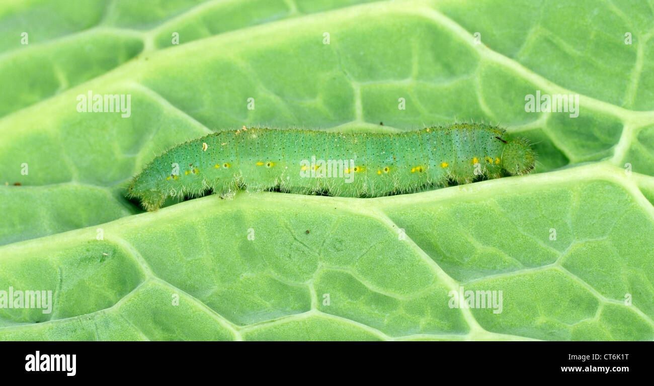 Dead cabbage white butterfly caterpillar treated with Bacillus thuringiensis (BT) Stock Photo