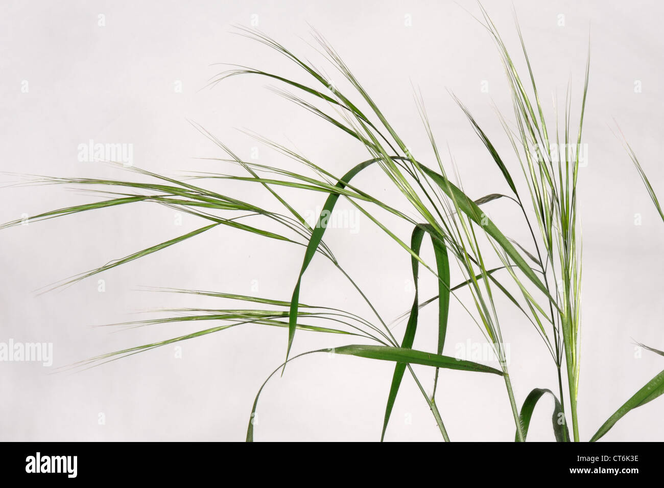 Sterile or barren brome (Bromus sterilis) flower spike panicles Stock Photo