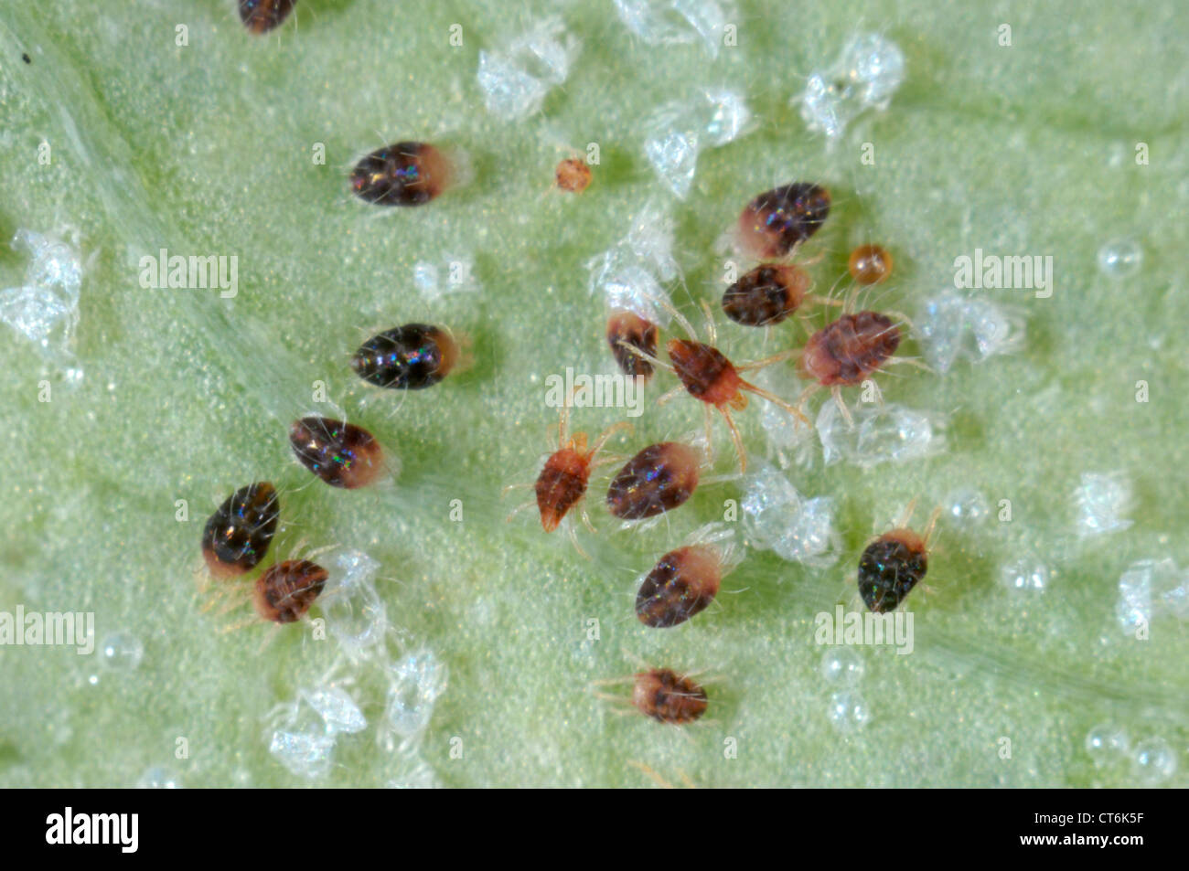 Carmine spider mites (Tetranychus cinnabarinus) infestation and damage to a rose leaf Stock Photo