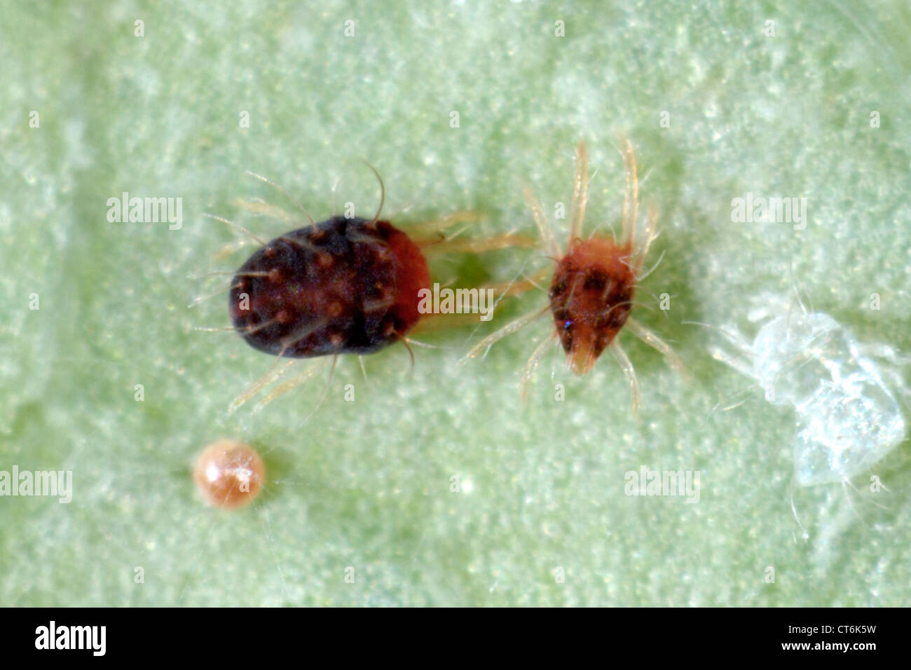 Carmine spider mites (Tetranychus cinnabarinus) female, male and egg on a rose leaf Stock Photo