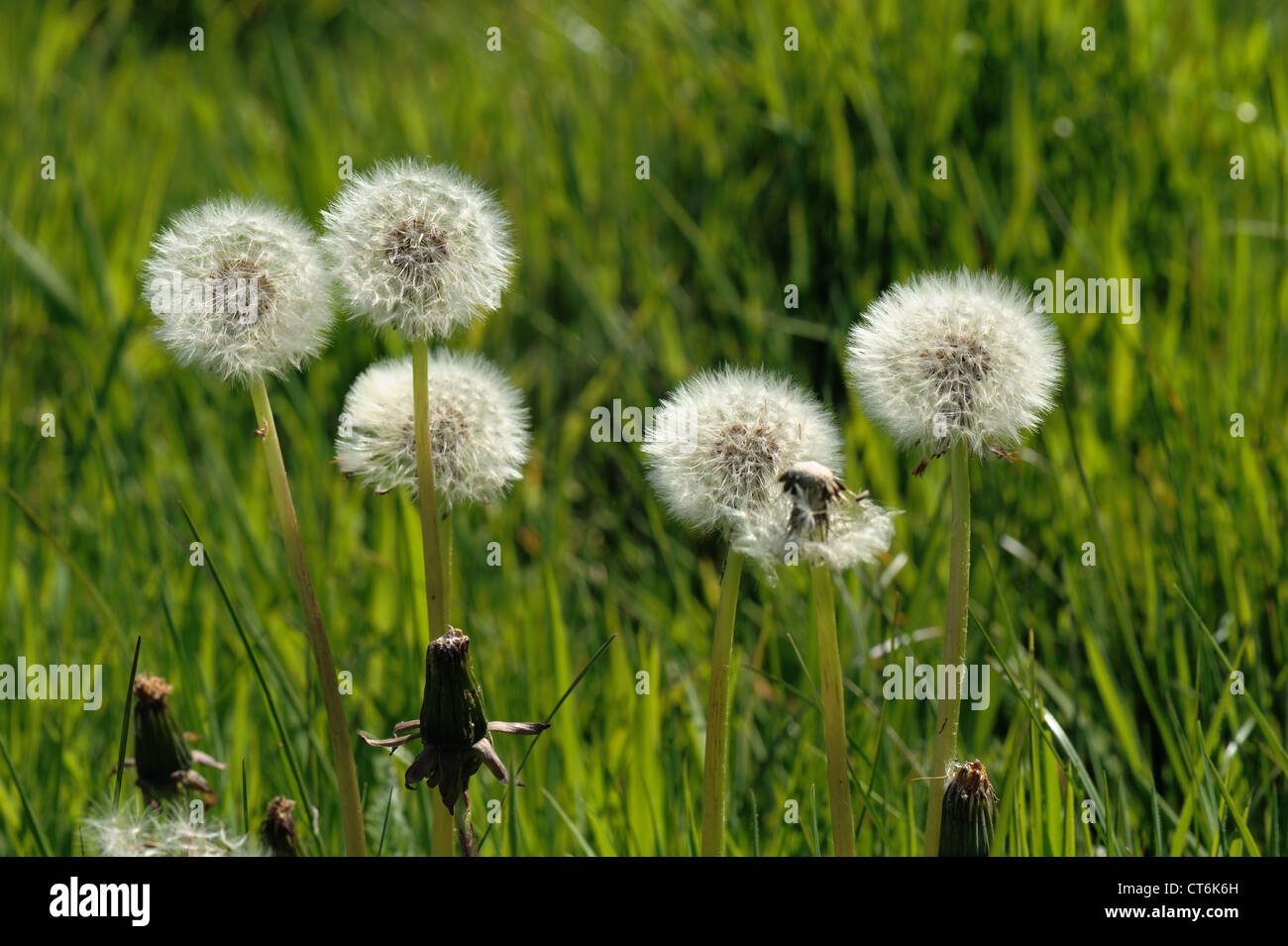 Dandelion (Taraxacum officinale) seedhead with grassland behind Stock Photo