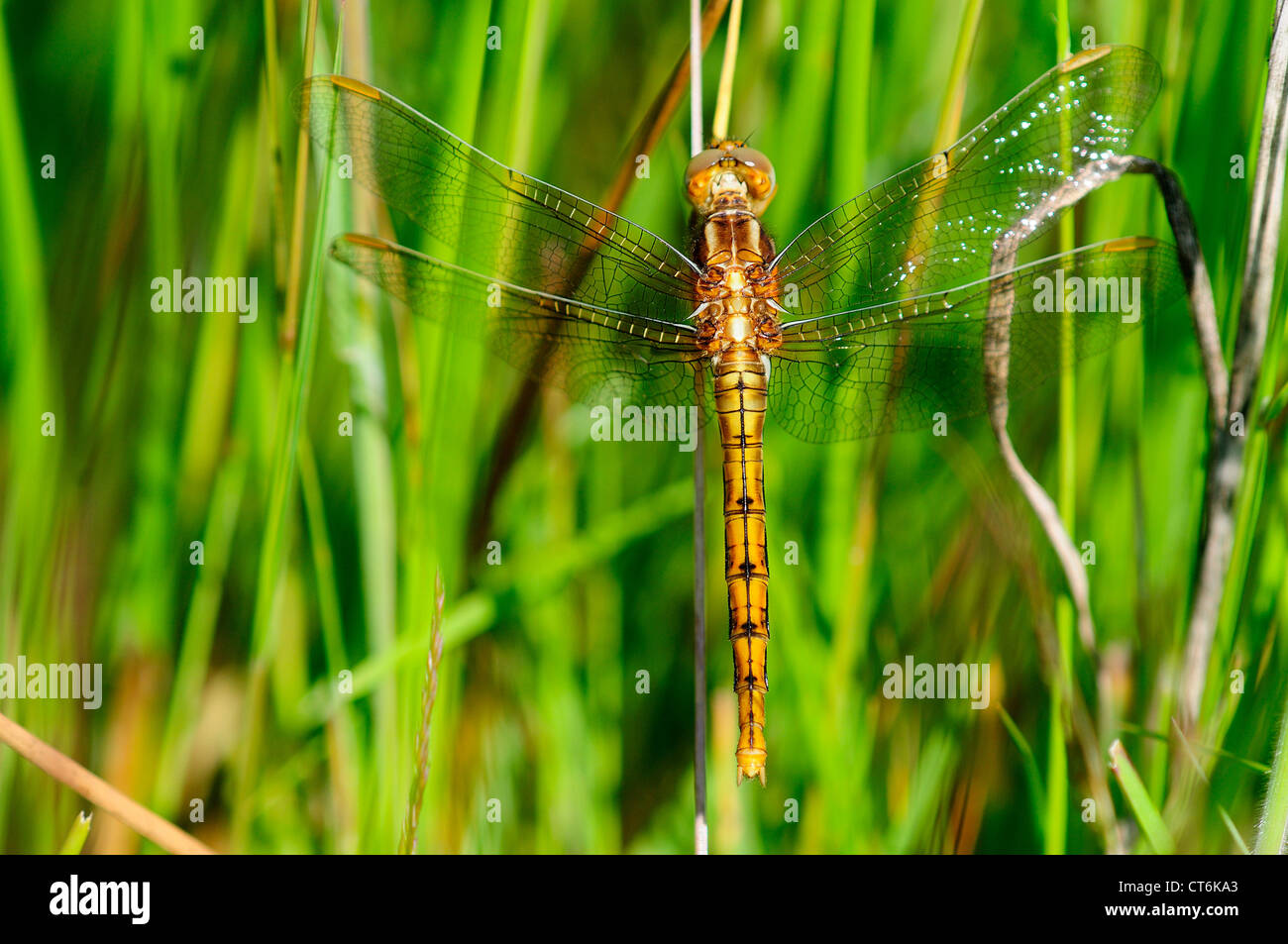 A keeled skimmer dragonfly at rest on grasses UK Stock Photo