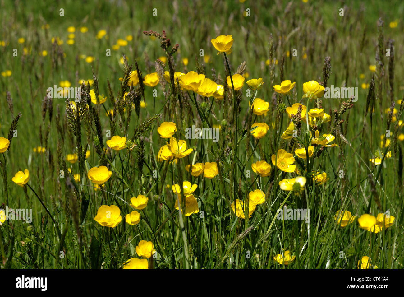 Field buttercup Ranunculus acris flowering in a summer meadow Stock Photo