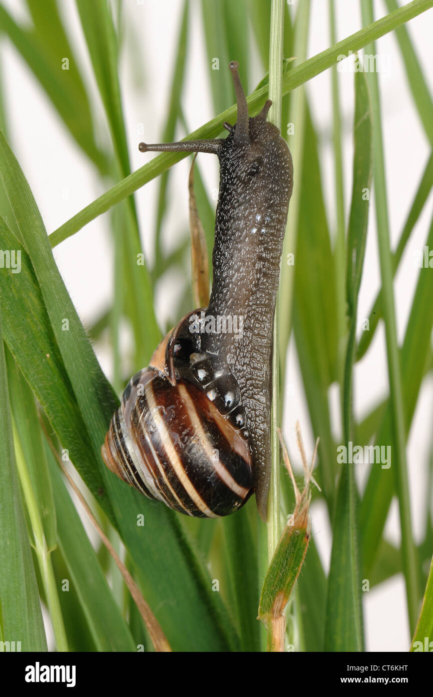 Boldly marked form of a dark-lipped banded snail (Cepaea nemoralis) on grass leaves Stock Photo