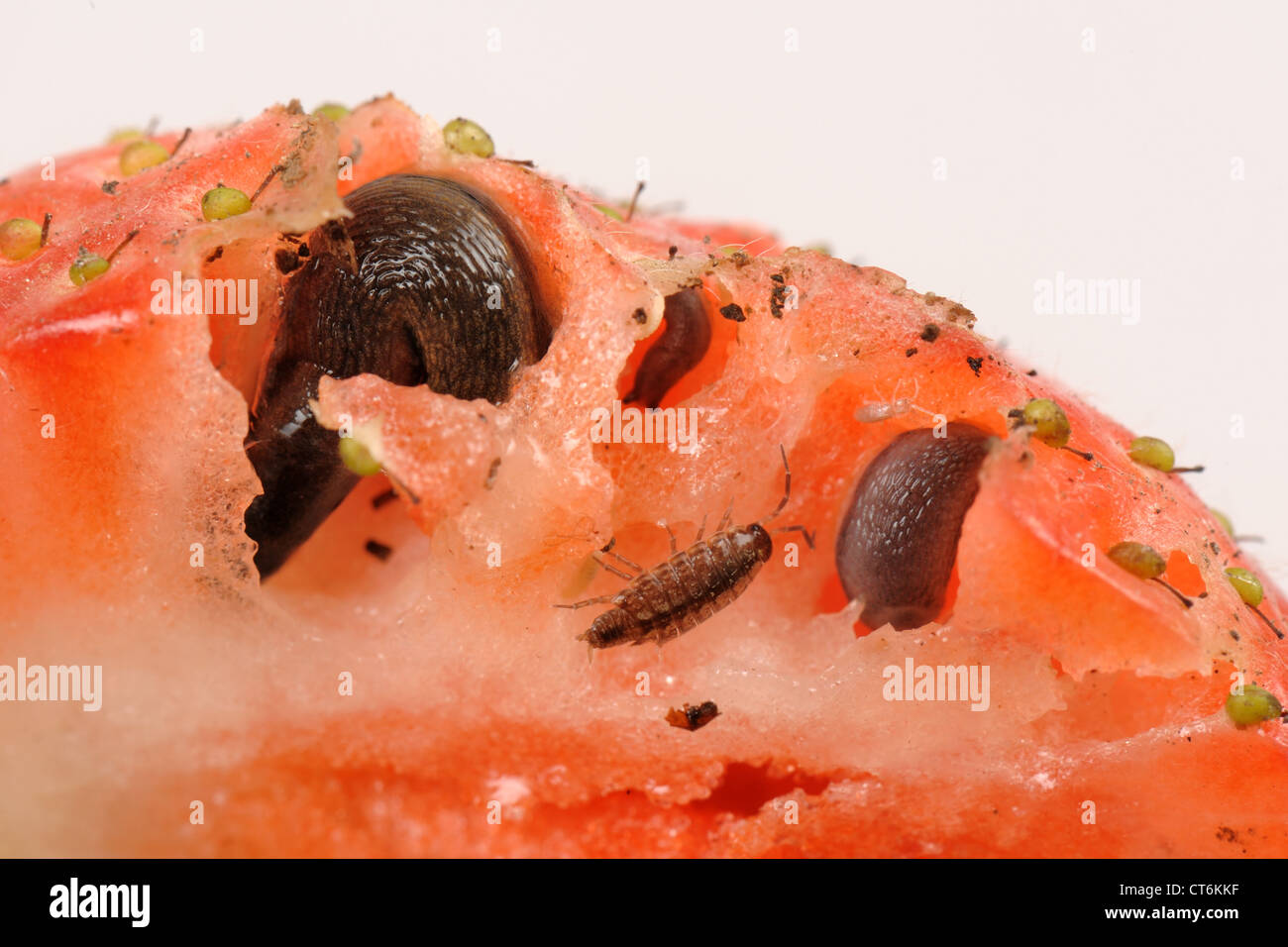 Strawberry fruit with slugs, slug damage and a woodlouse Stock Photo