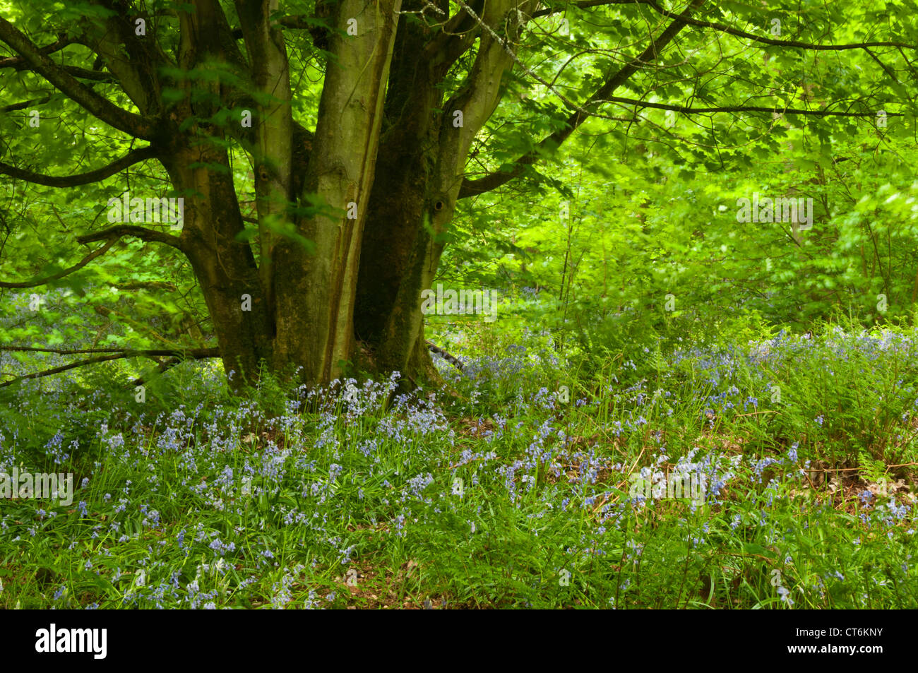 Broadleaved Broadleaf High Resolution Stock Photography and Images - Alamy