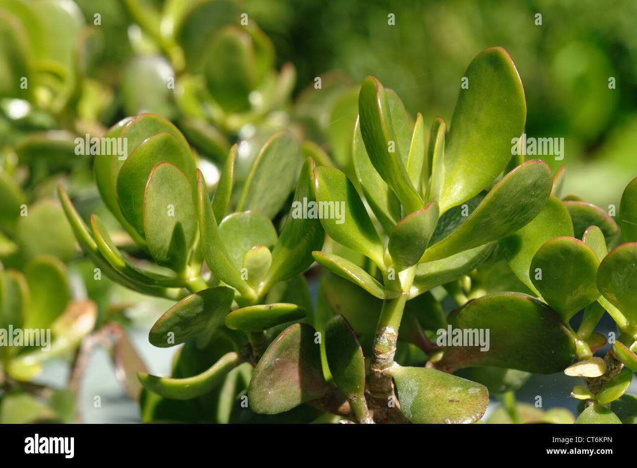 Succulent leaves of a money tree or money plant Crassula ovata Stock Photo