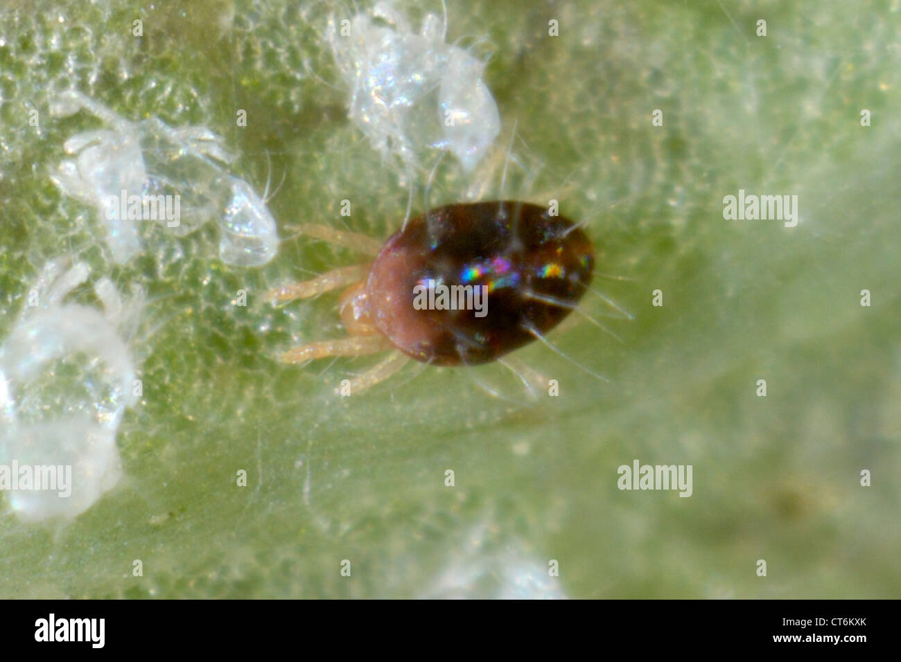 Carmine spider mites (Tetranychus cinnabarinus) female Stock Photo
