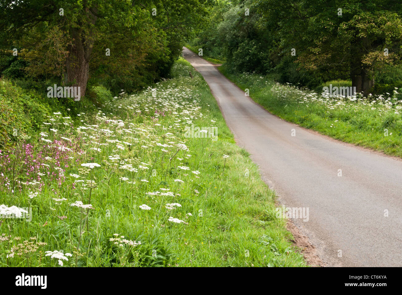 Wildflowers growing on a wide verge beside a narrow country lane near Guilsborough in Northamptonshire, England Stock Photo