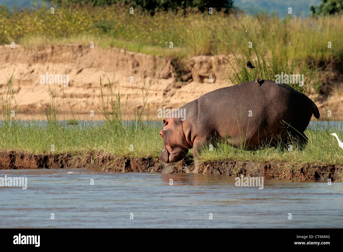 Hippopotamus walking on river bank Stock Photo