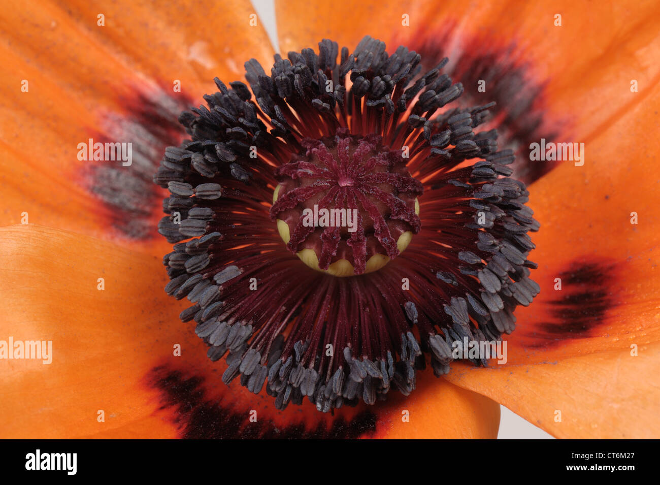 Flowering parts of a red oriental poppy flower (Papaver orientalis) Stock Photo