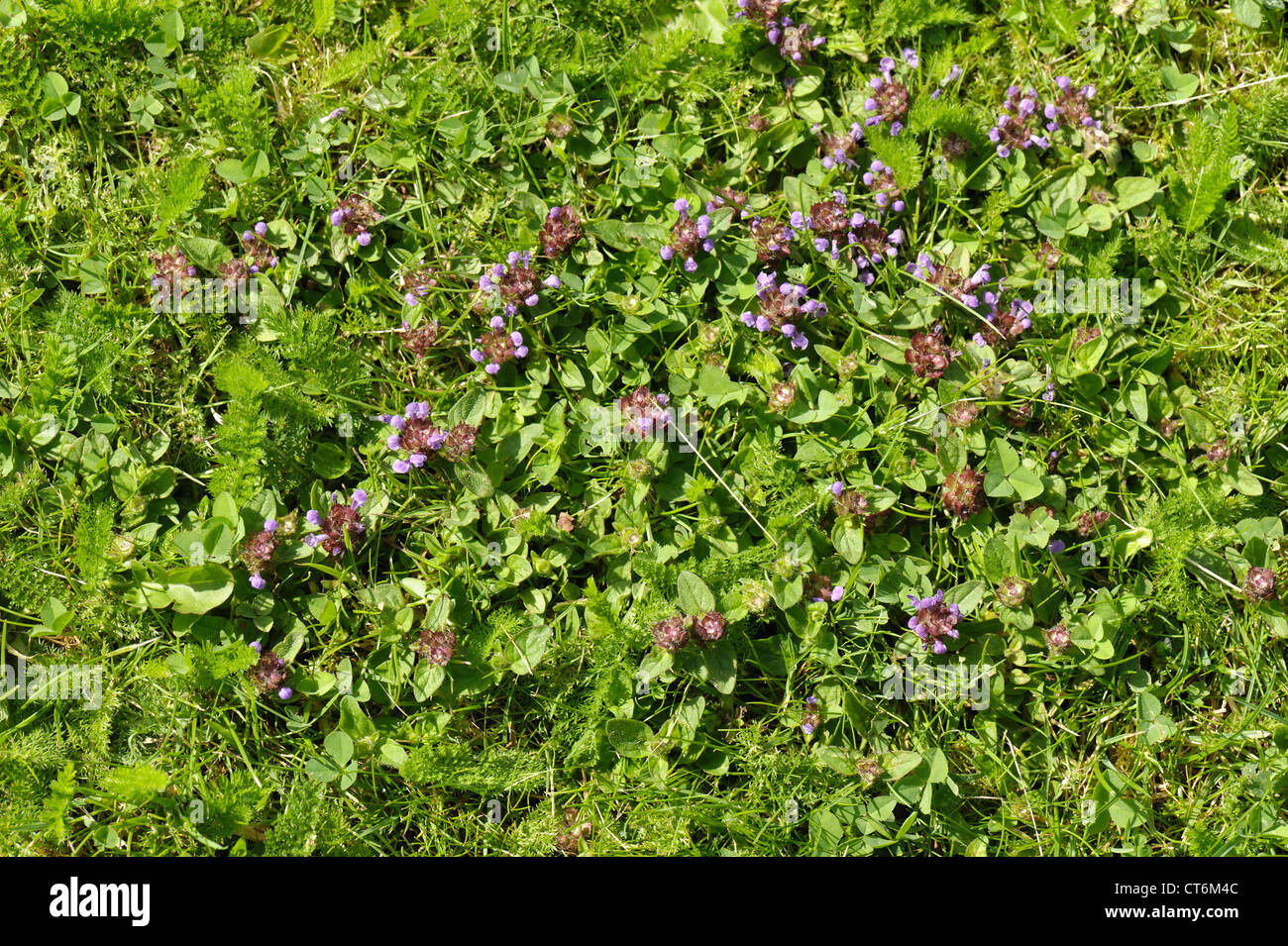 Self-heal (Prunella vulgaris) stunted flowering plants in close cut lawn grass Stock Photo