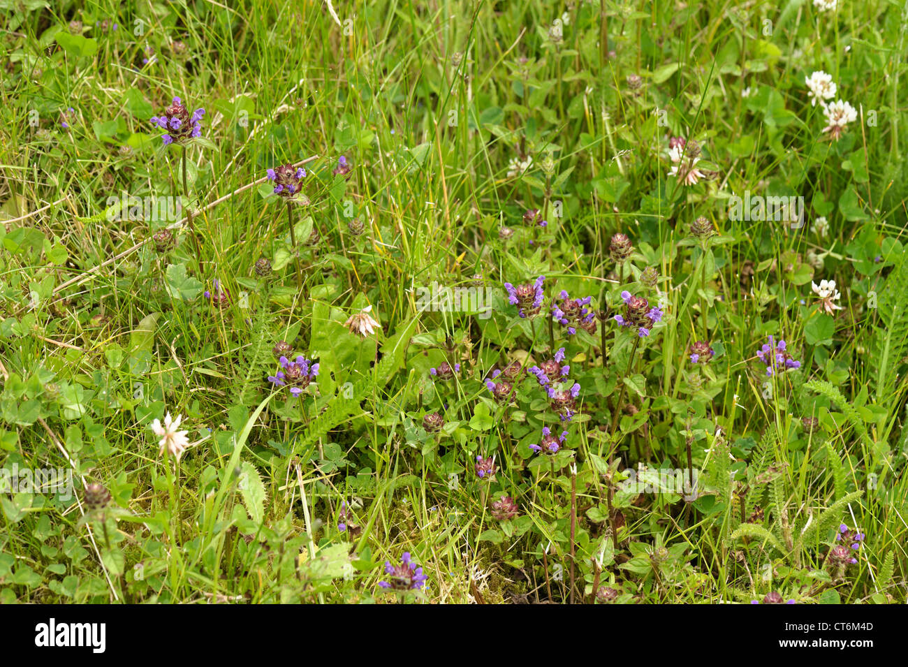 Self-heal (Prunella vulgaris) flowering plants with other weeds in rough cut garden lawn Stock Photo