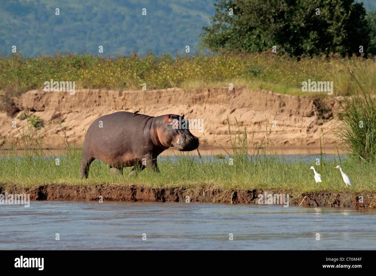 Hippopotamus walking on river bank Stock Photo