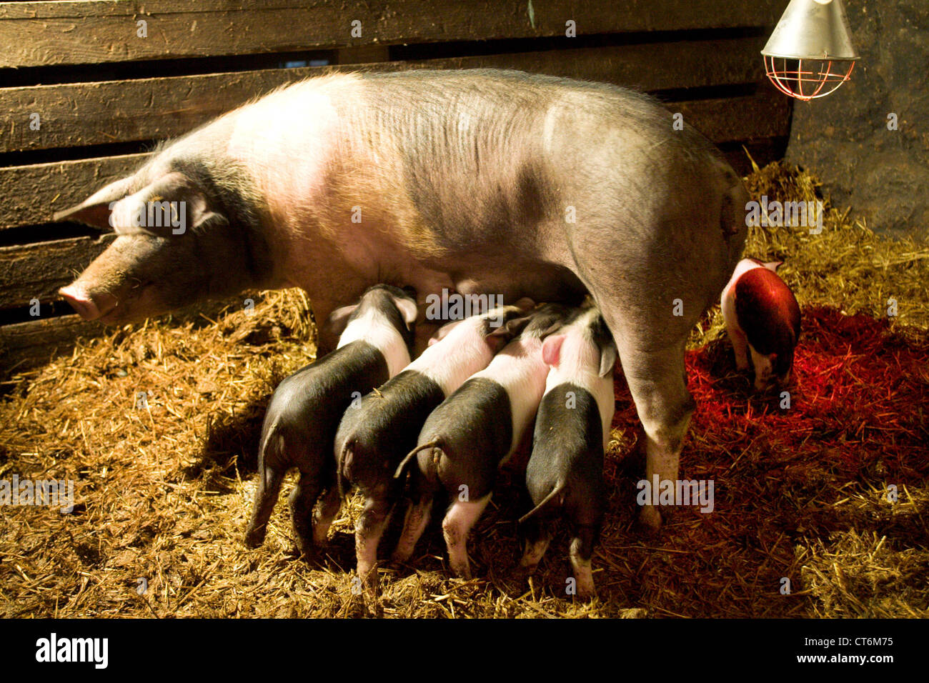 Mecklenburg-Western Pomerania, a sow suckling her cubs Stock Photo