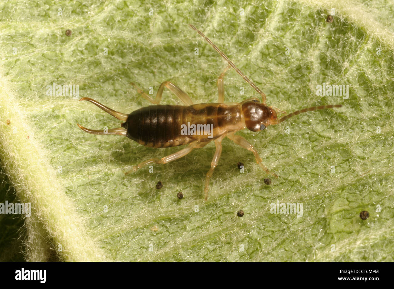 Earwig (Forficula auricularia) nymph on an apple leaf Stock Photo