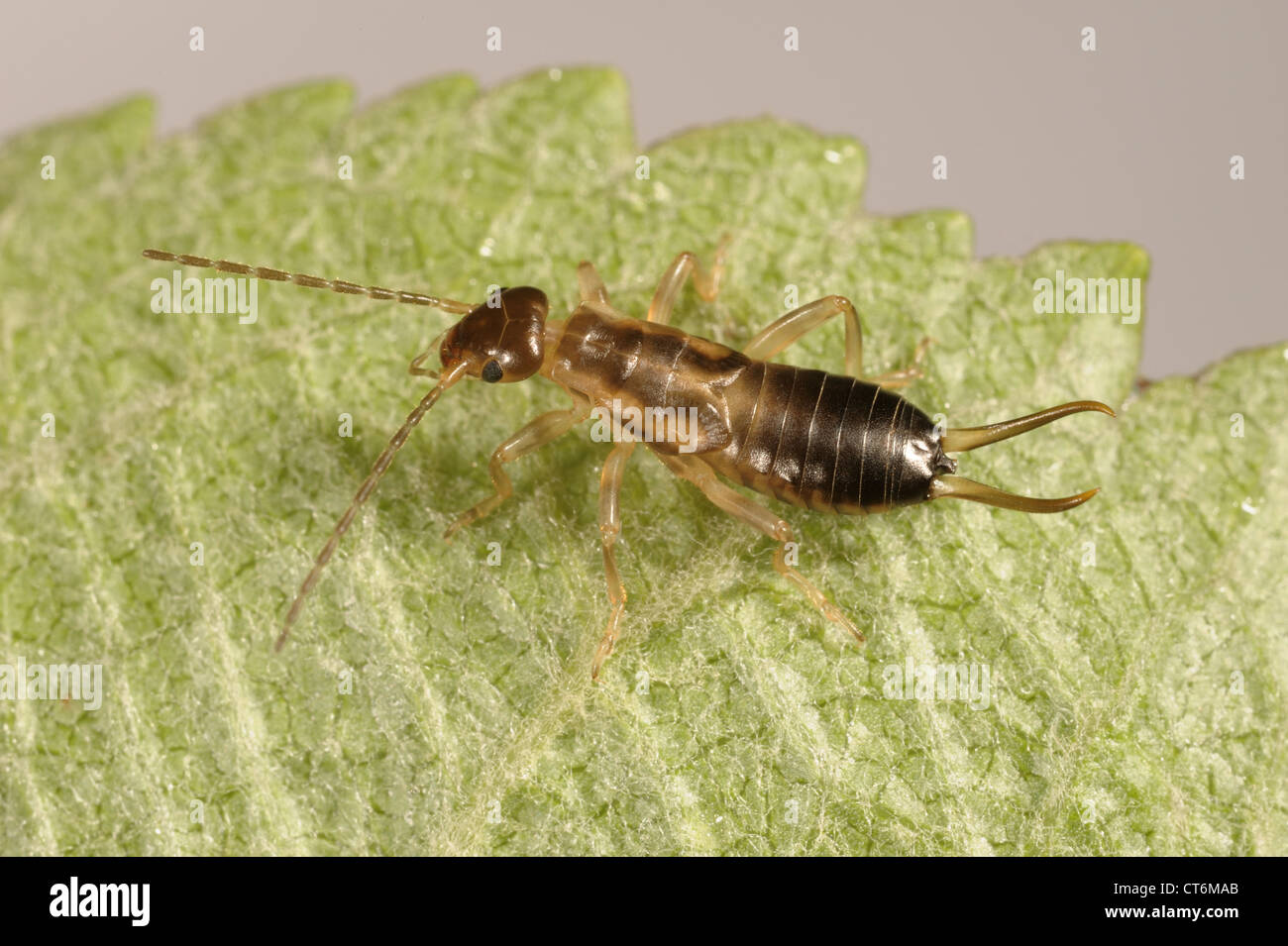 Earwig (Forficula auricularia) nymph on an apple leaf Stock Photo