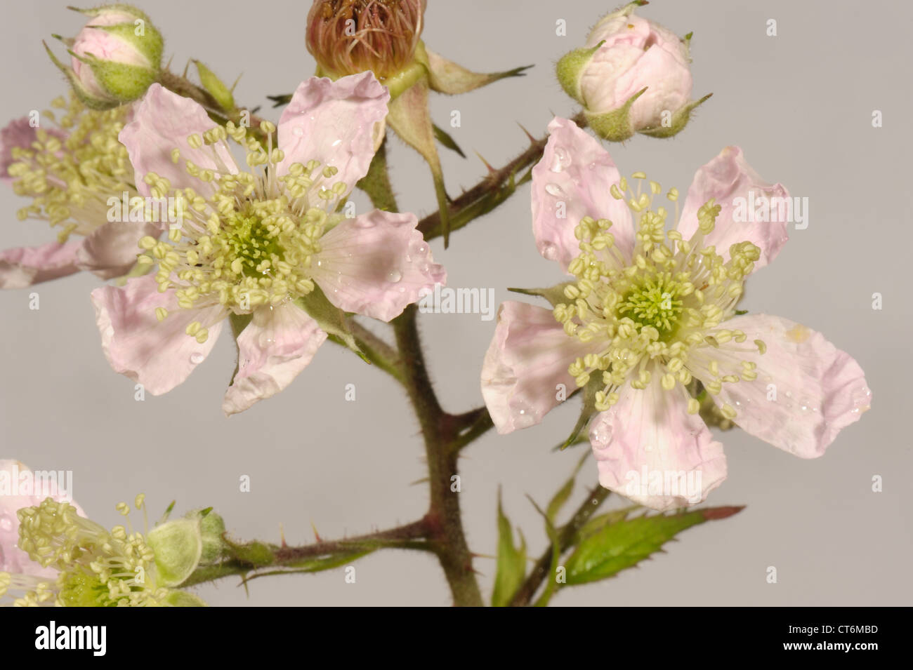 Blackberry or bramble Rubus fruticosus flowers and flower structure