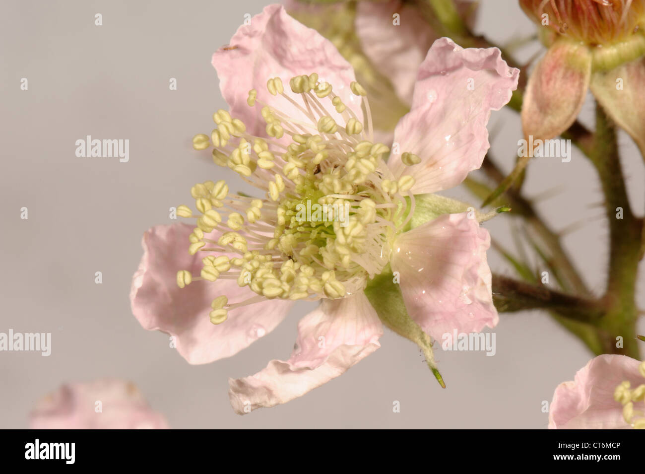 Blackberry or bramble Rubus fruticosus flowers and flower structure Stock Photo