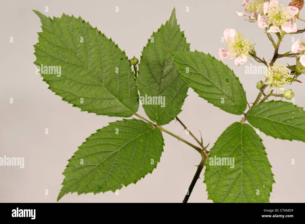 Blackberry or bramble Rubus fruticosus leaves and flowers Stock Photo
