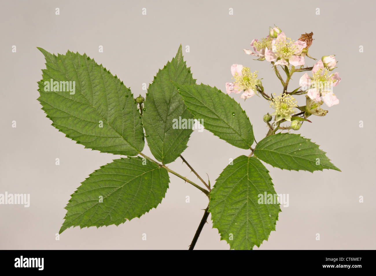 Blackberry or bramble Rubus fruticosus leaves and flowers Stock Photo