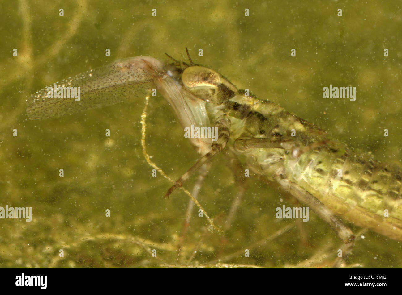 Southern hawker dragonfly Aeshna cyanea larva with newt tadpole prey Stock Photo